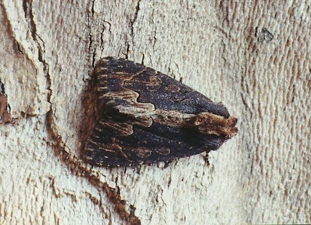 Bird's Wing Dypterygia scabriuscula