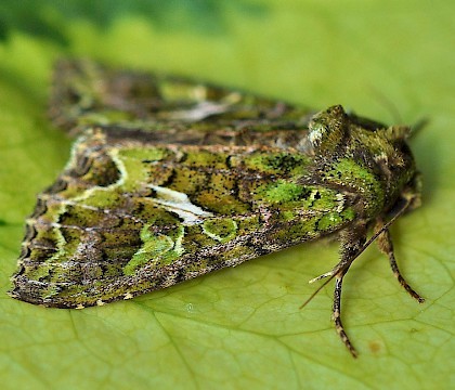 Adult &bull; &copy; Richard Kinzler