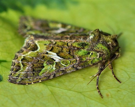 Orache Moth Trachea atriplicis