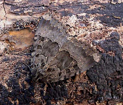 Adult &bull; Chester-le-Street, Durham &bull; &copy; Keith Dover