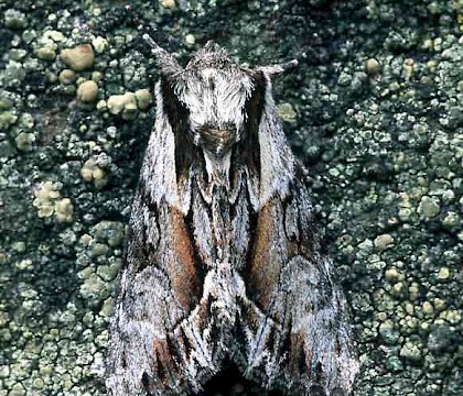 Adult &bull; Banffshire &bull; &copy; Roy Leverton