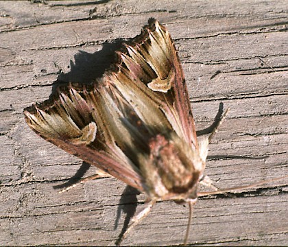 Adult &bull; Boise Penchot, Southern France &bull; &copy; Rob Petley-Jones