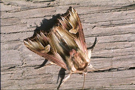 Purple Cloud Actinotia polyodon