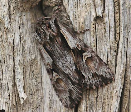 Adult &bull; Santa Engracia, Catalunya, Spain &bull; &copy; Chris Steeman