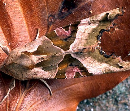 Adult &bull; Whitelye, Gwent &bull; &copy; Nick Greatorex-Davies