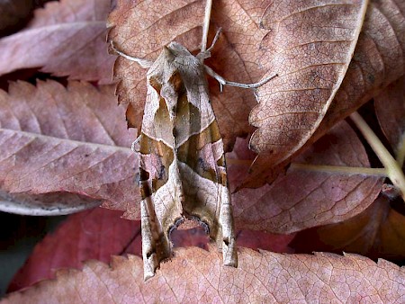 Angle Shades Phlogophora meticulosa