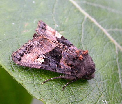 Adult &bull; Littleborough, Lancashire &bull; &copy; Ian Kimber