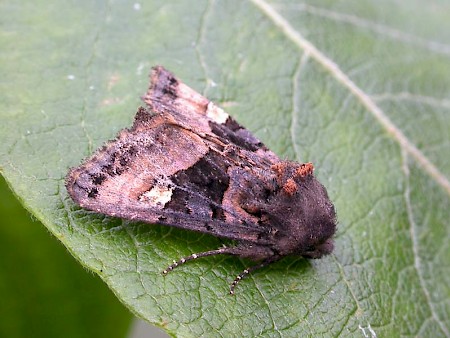 Small Angle Shades Euplexia lucipara