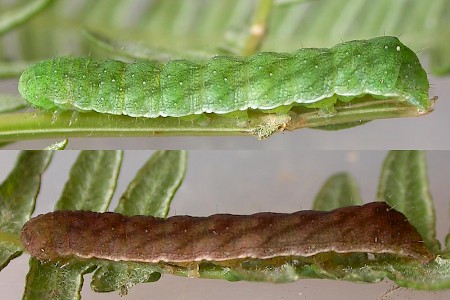 Small Angle Shades Euplexia lucipara