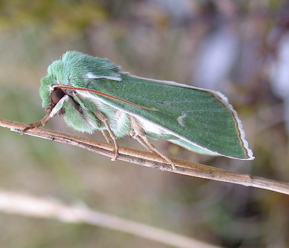 Adult &bull; nr. Ballyvaghan, Ireland &bull; &copy; Adrian Spalding