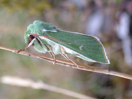 Burren Green Calamia tridens