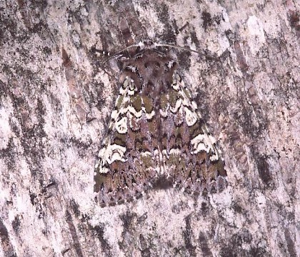 Adult &bull; The Netherlands &bull; &copy; Jeroen Voogd