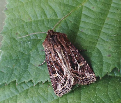 Adult &bull; Littleborough, Lancs &bull; &copy; Ian Kimber