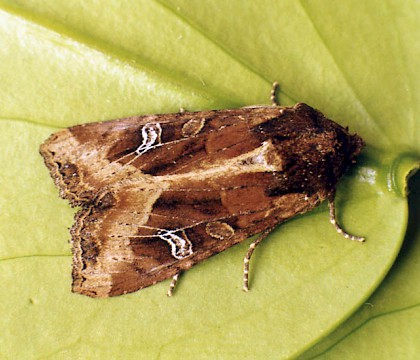 Adult &bull; Littleborough, Lancashire &bull; &copy; Ian Kimber