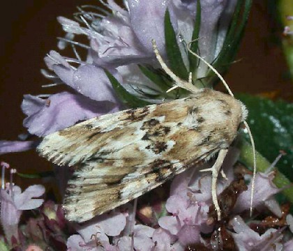 Adult &bull; Hemingford Grey, Hunts &bull; &copy; Nick Greatorex-Davies
