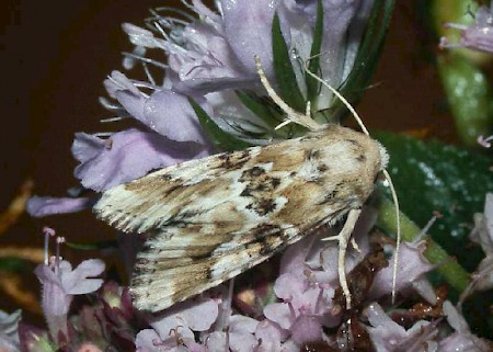 Dusky Sallow Eremobia ochroleuca