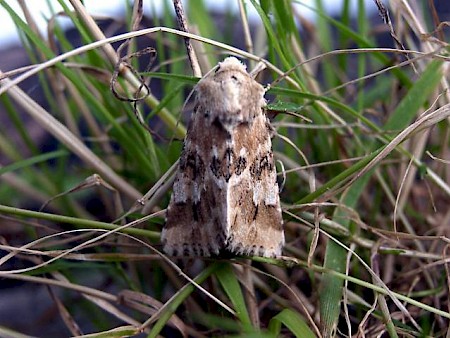 Dusky Sallow Eremobia ochroleuca