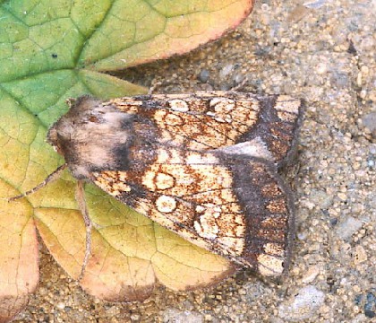 Adult &bull; Whitelye, Gwent &bull; &copy; Nick Greatorex-Davies