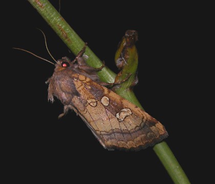 Adult &bull; &copy; Chris Manley