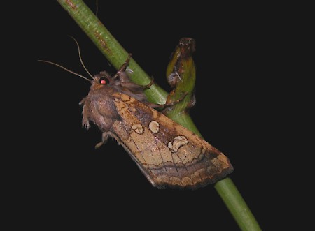 Fisher's Estuarine Moth Gortyna borelii