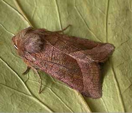 Adult &bull; Littleborough, Lancashire &bull; &copy; Ian Kimber
