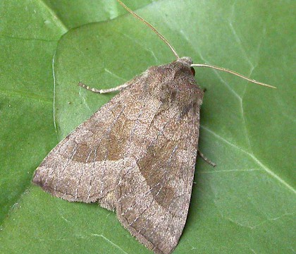 Adult &bull; Eye, Suffolk &bull; &copy; Paul Kitchener