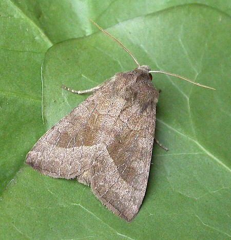 The Butterbur Hydraecia petasitis