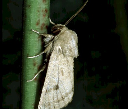 Adult &bull; Kent &bull; &copy; David Green/Butterfly Conservation