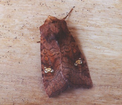 Adult &bull; Littleborough, Lancashire &bull; &copy; Ian Kimber