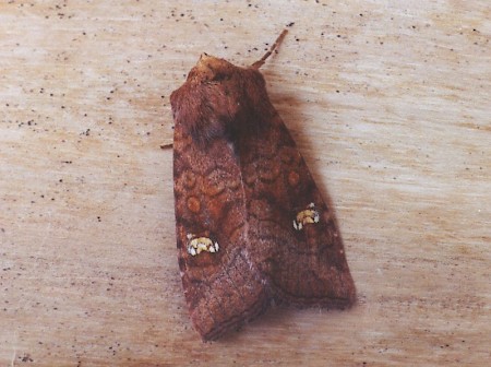 Large Ear Amphipoea lucens