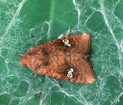 Adult &bull; Banffshire, gen. det. &bull; &copy; Roy Leverton