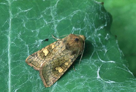 Crinan Ear Amphipoea crinanensis