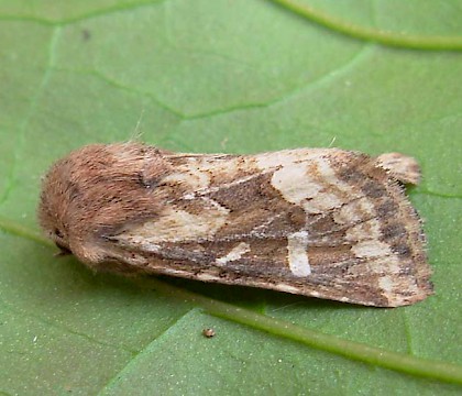 Adult &bull; SW France &bull; &copy; Graham Wenman