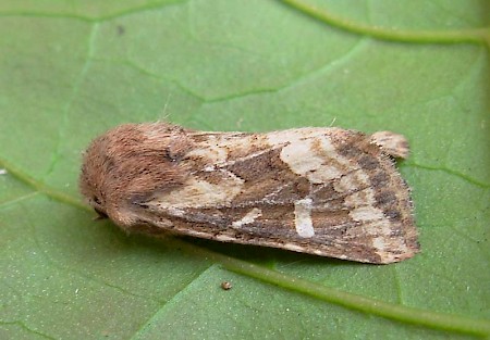 Dumeril's Rustic Luperina dumerilii