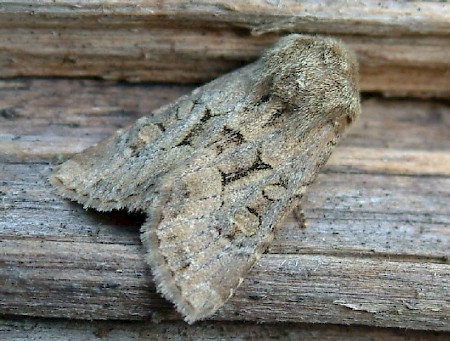 Flounced Rustic Luperina testacea