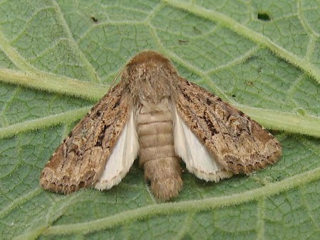 Flounced Rustic Luperina testacea