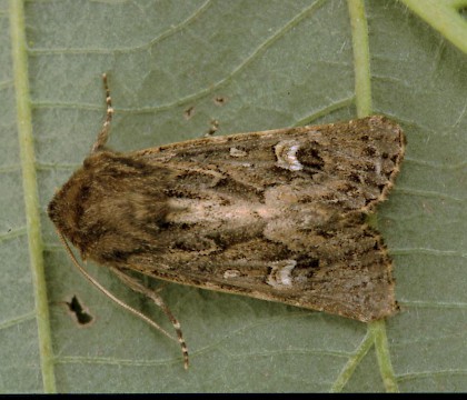 Adult &bull; &copy; Paul Harris