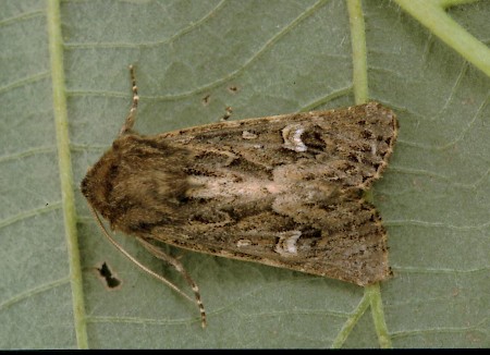 Sandhill Rustic Luperina nickerlii