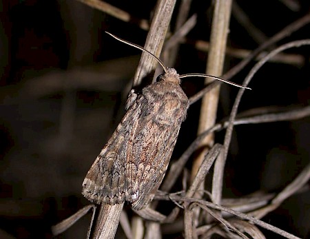 Sandhill Rustic Luperina nickerlii