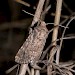 Adult, ssp. gueneei • Prestatyn, North Wales • © Adrian Spalding