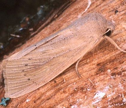 Adult &bull; Hemingford Grey, Hunts. &bull; &copy; Nick Greatorex-Davies