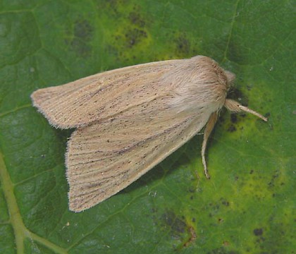 Adult &bull; Dorset &bull; &copy; Chris Manley