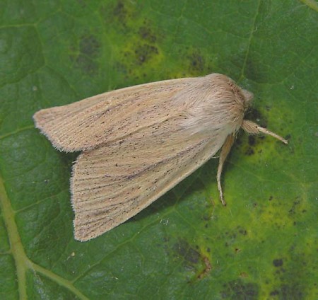 Blair's Wainscot Sedina buettneri