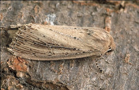 Bulrush Wainscot Nonagria typhae