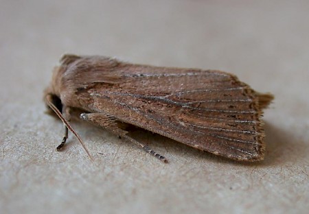 Bulrush Wainscot Nonagria typhae