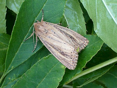 Bulrush Wainscot Nonagria typhae