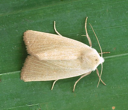 Adult &bull; Dorset &bull; &copy; Paul Harris