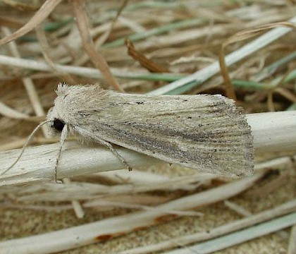 Adult &bull; Southwold, Suffolk &bull; &copy; Stuart Read