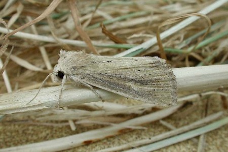 Lyme Grass Longalatedes elymi