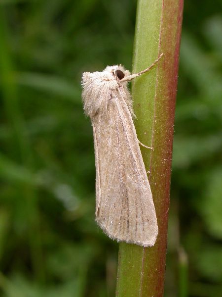 Lyme Grass Longalatedes elymi